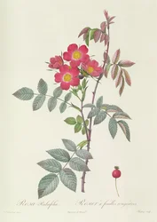 Rosa Rubrifolia